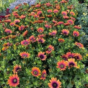 Meet your Posher, Denton